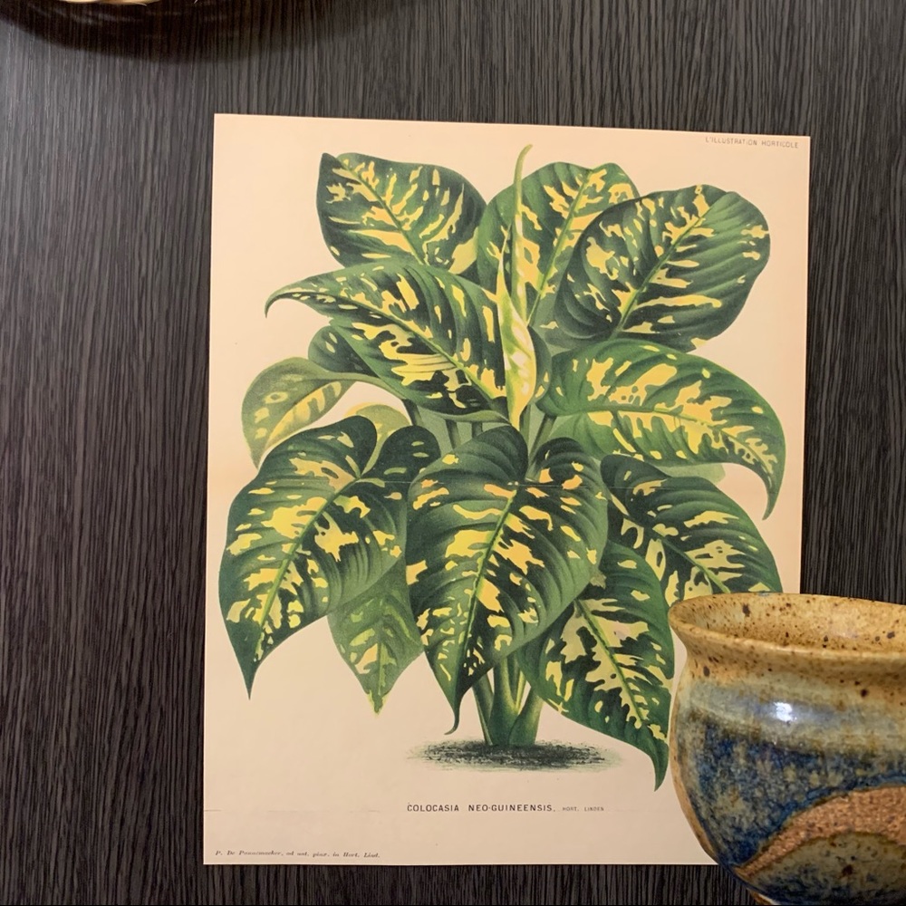 Vintage Colocasia Neo-Guineensis Illustration Print 8x10